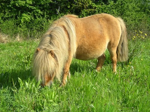 Vol de 2 poneys en Loire-Atlantique (44) - Retrouvés !! Plao_b10