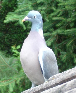 Le coin de nos 30 millions d'amis Pigeon11