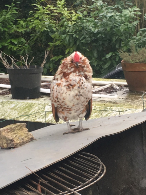 Cède coq barbue d’anvers, grubbe et wyandotte naine prêt de Meaux Grubbe14