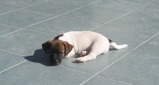 pedigree - Cucciolo di Jack con pedigree ROI vendesi a prezzo stracciato!!! Img_3610