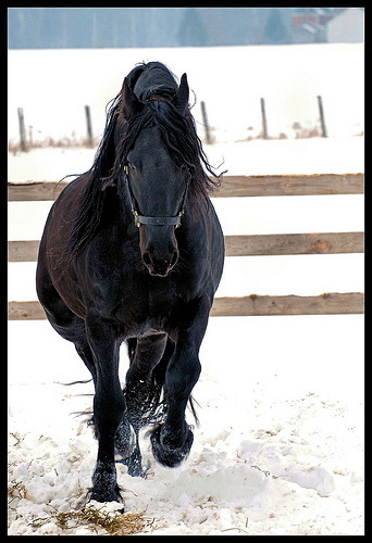 Golden Oak Stables (Done) Hallow10