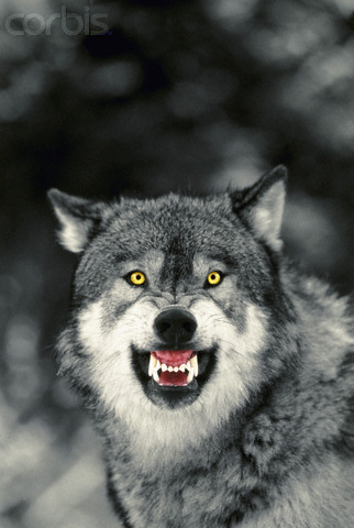 Diffrent sides,The Black and White wolf Proud_11