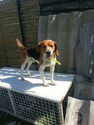 Angelo, beagle de 8 ans, dans le 31 Angelo10