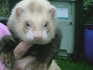 mon regrette furet 14410