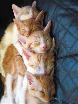 Belles photos d'animaux familiers - Page 20 Normal12