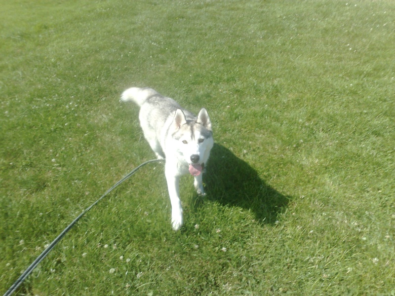 VOLK, husky de 3 ans dans l'aude (11) - Page 5 04072010