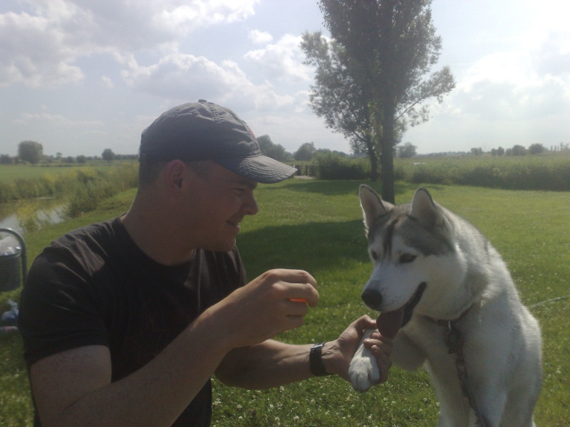 VOLK, husky de 3 ans dans l'aude (11) - Page 5 04072013