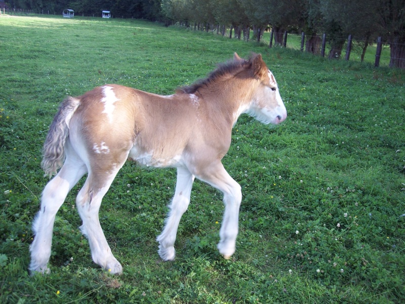 11 CB... Tilia pouliche drumhorse (news tofs p6) - Page 2 Pictur32