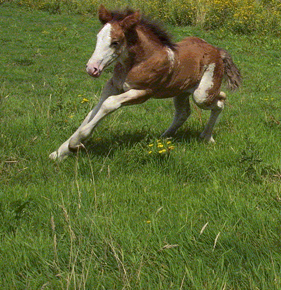 11 CB... Tilia pouliche drumhorse (news tofs p6) - Page 2 Tilia210