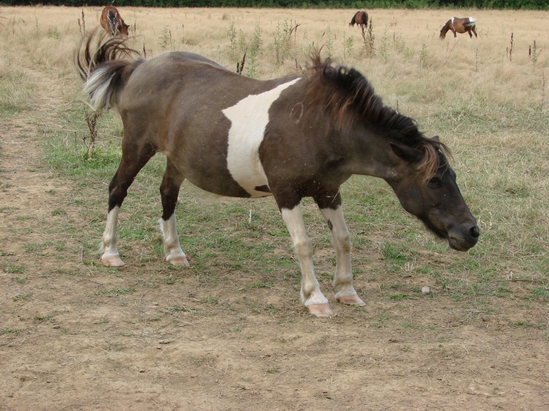 Dpt 87 - Ponette pie baie de 1994 [Cheval Espoir] A ADOPTER - Page 2 Dsc05930