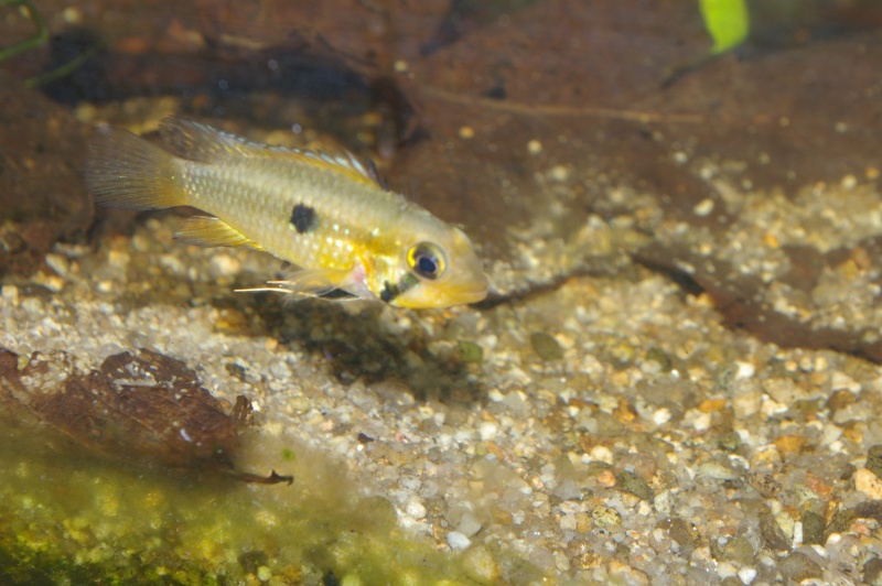 APISTOGRAMMA SP. JURUA EMERALD II Imgp9215