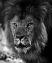 un dernier portrait de lion ! + rajout N/B + 2eme rajout Lion10