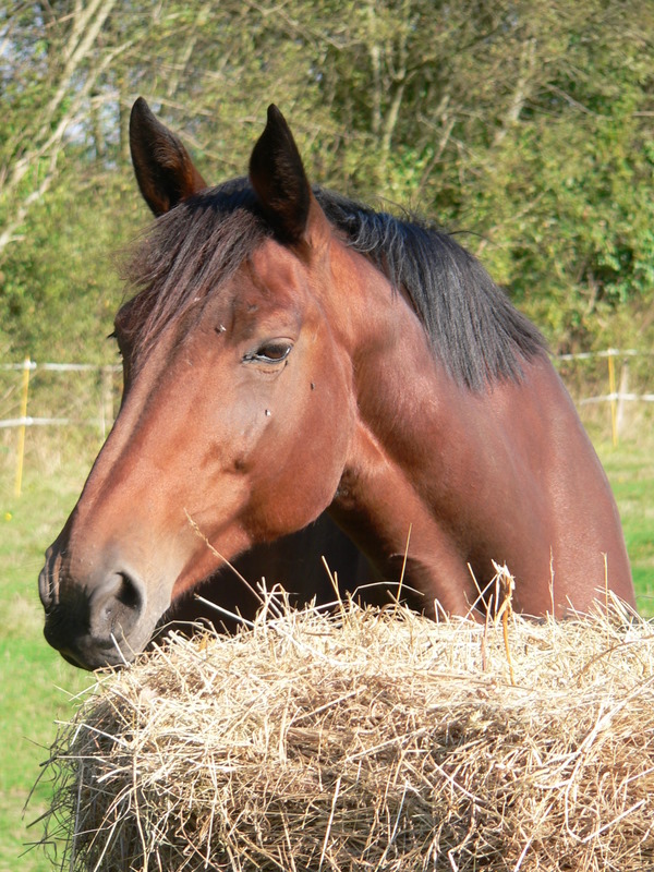 Elevage de Florent Chevaux et poneys de sport de couleurs Diane_17