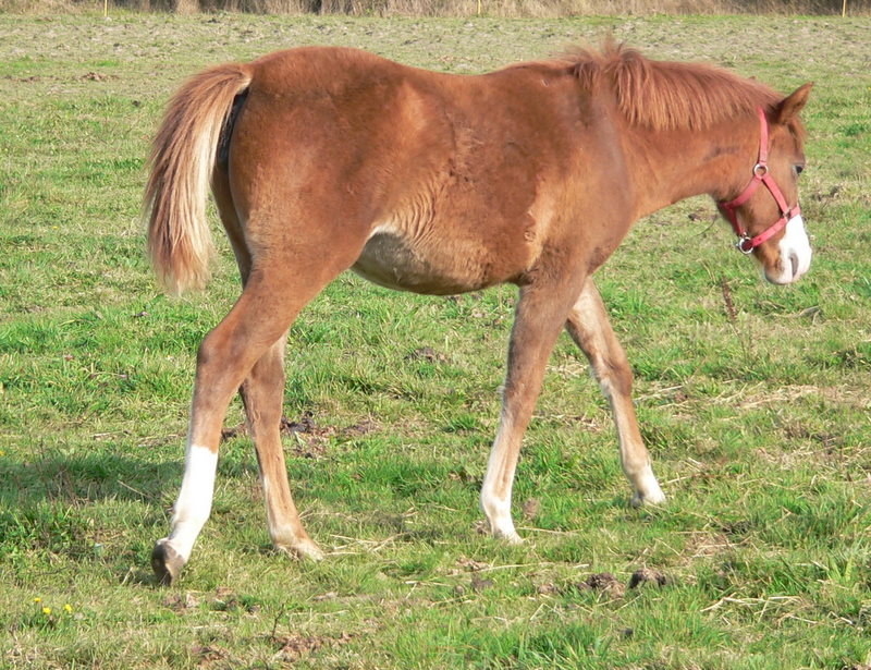 Elevage de Florent Chevaux et poneys de sport de couleurs Octobr11