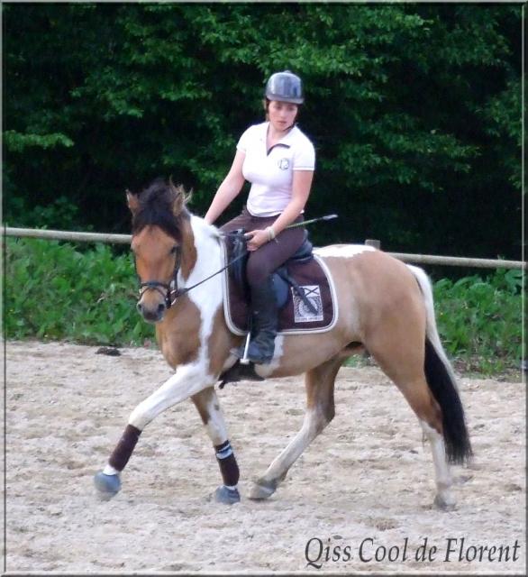 Elevage de Florent Chevaux et poneys de sport de couleurs Qiss_d10