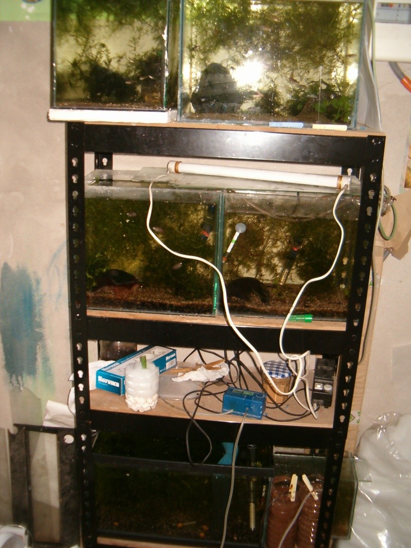 Fishroom de jm8021 Photo122