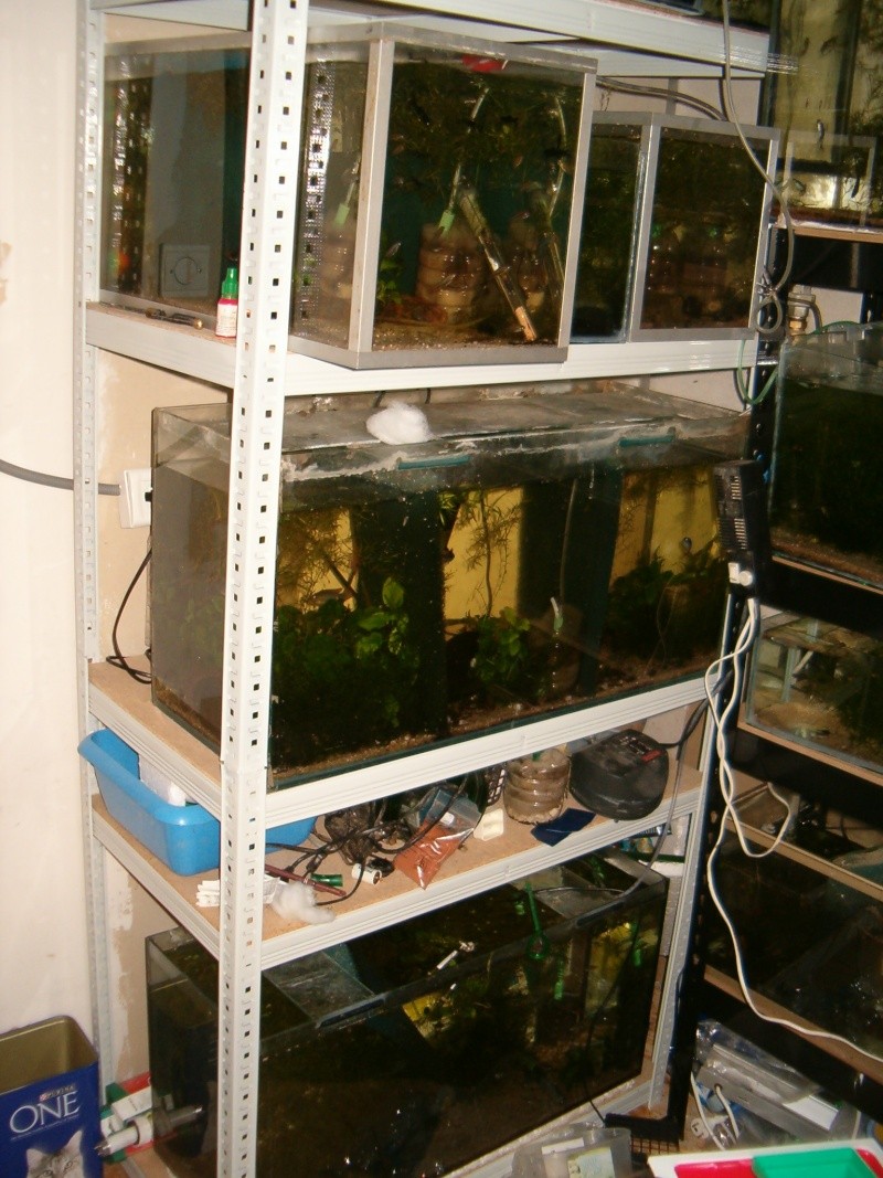 Fishroom de jm8021 Photo124