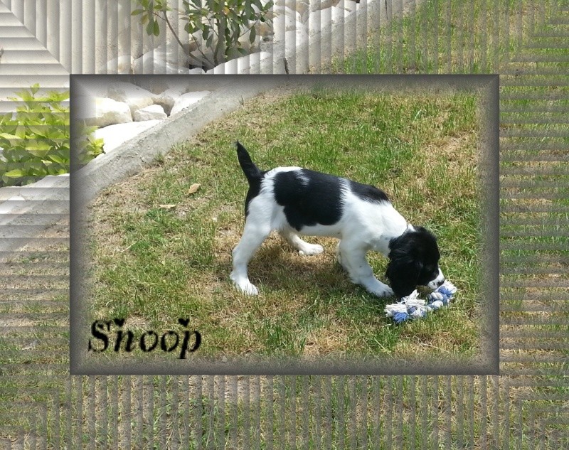 (adopté)  SNOOP chiot (M) type springer spaniel  4 mois, en FA 84 [CHATEKI04] Snoop111