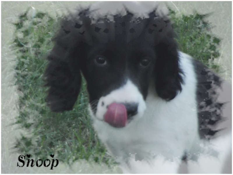 Adopté ! Snoop : male 4 mois type springer spaniel (en F.A 84) Snoop_10