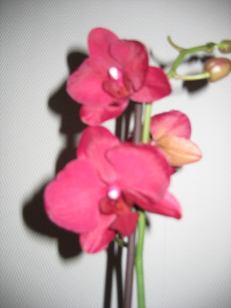 la ptite famille d'orchidées - Page 3 Img_6610