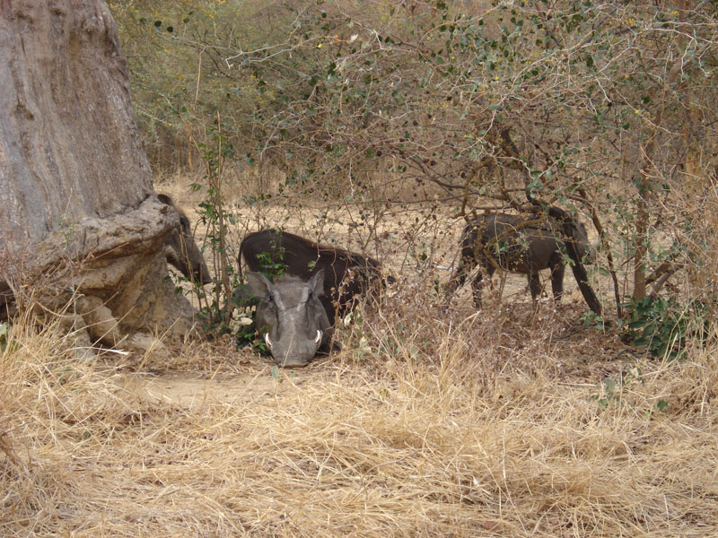 Ponpon au Sénégal - Page 2 Dsc01317