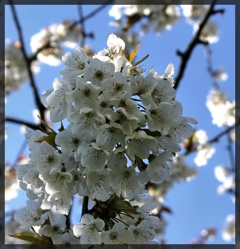 cerisier en fleur Img_2410