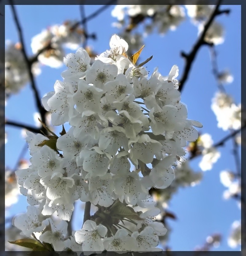 cerisier en fleur Img_2412