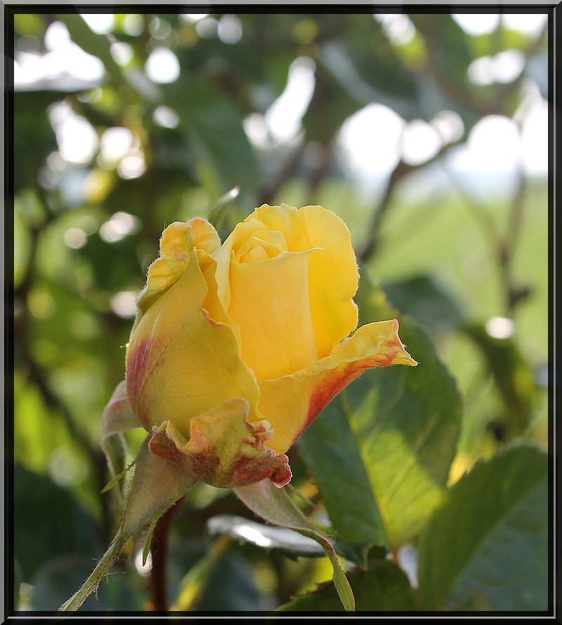 rose jaune Img_4112