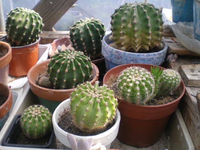 Echinopsis oxigona Baba_a10