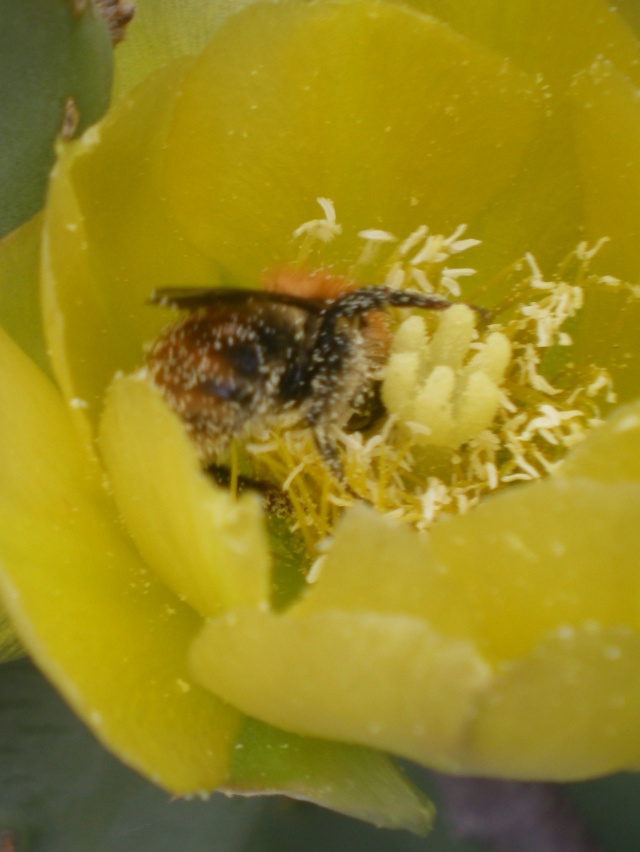Photos d'insectes pollinisateurs Imgp1617