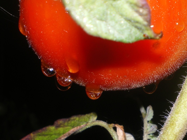 photos macros de fleurs et de la faune de mon jardin Imgp2017