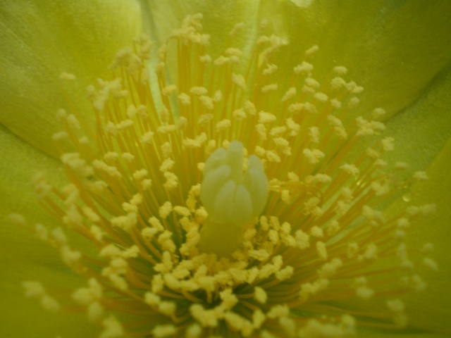 les cactus fleuris chez mysette Imgp4311