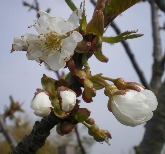 les photos de notre amis le printemps Imgp7513