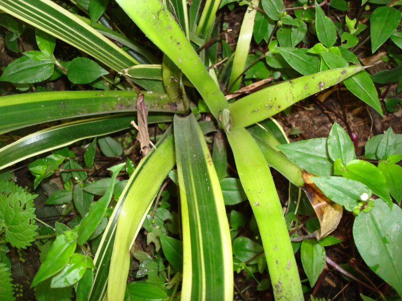Bilbergia nutans variegata: broméliacées 'variégata' qui mute? Dsc08210