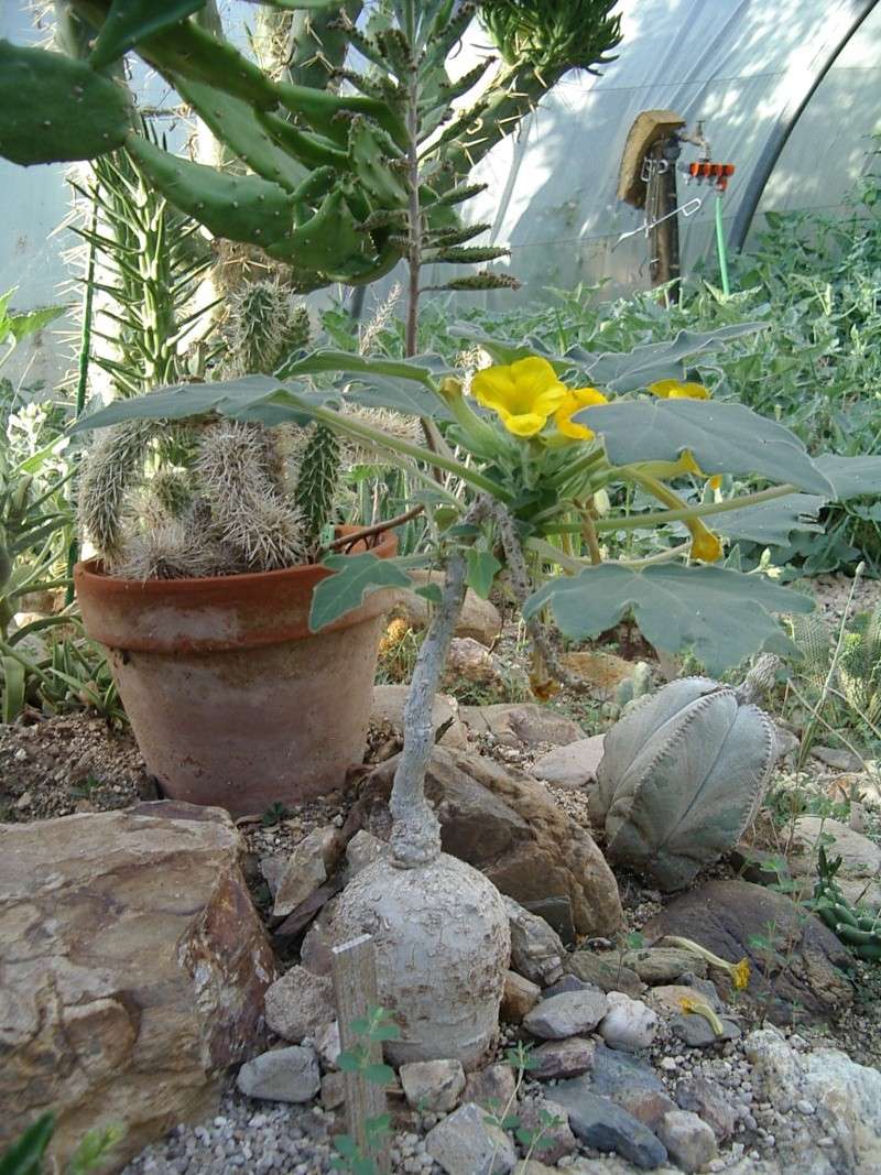 Uncarina roeoesliana, semis de 3 ans Lion10