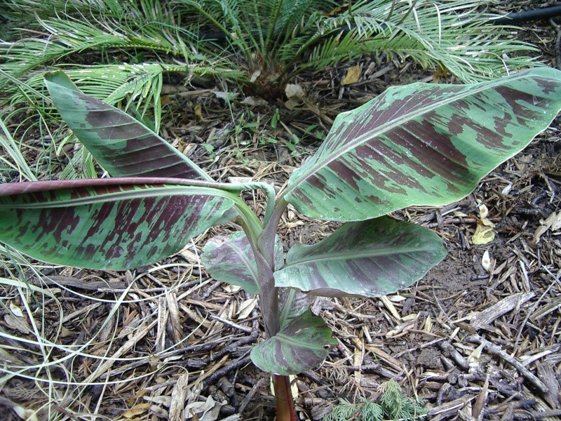 musa à identifier (Musa acuminata subsp. zebrina .) Lion_011