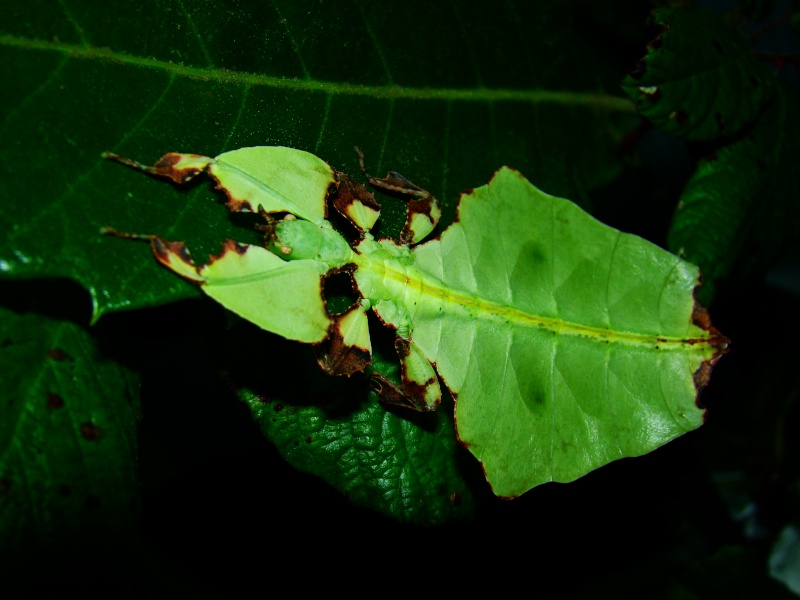 Phyllium giganteum (PSG 72) - Page 5 Photo_37