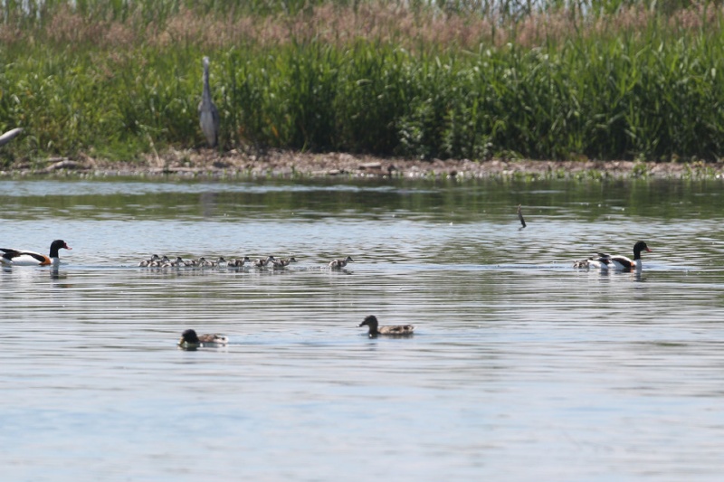 Dix-neuf poussins rares naissent à Préverenges 13103412