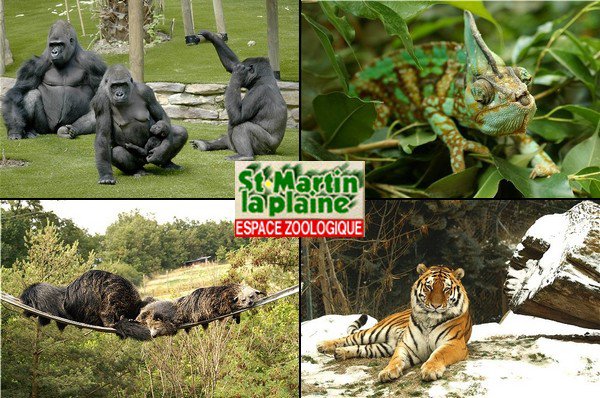 A/017 - France - Zoo de Saint Martin la Plaine - Loire - 42 23549510