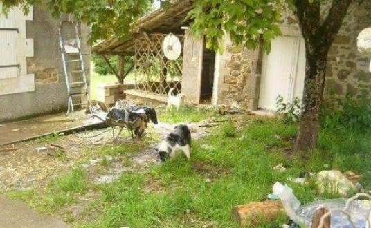 Charente : une quinzaine de chiens et chats à l'abandon dans une maison  310