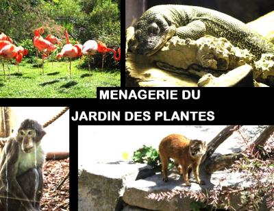 A/033 - France - Ménagerie du Jardin des Plantes (Paris) - Paris - 75 60660-10
