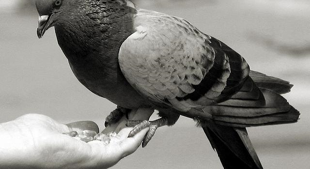 Belgique: il devient millionnaire grâce à la vente de ses pigeons Asd10
