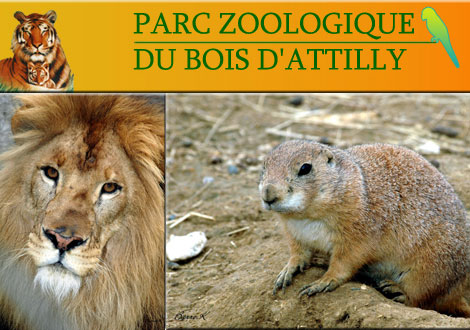 A/034A - France - Zoo du Bois d'Attilly - Ozoir la Ferrière - 77 Attill10