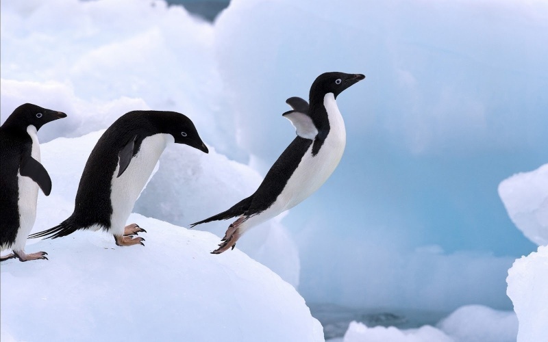 Pourquoi les pingouins ne peuvent plus voler ? Aw10