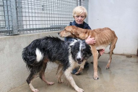 Animaux maltraités en Charente : le monde entier se mobilise  Bn10