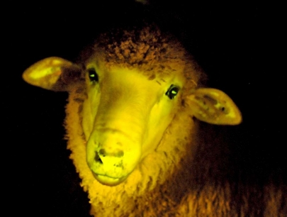 Insolite : naissance de moutons transgéniques phosphorescents  Ces-mo10