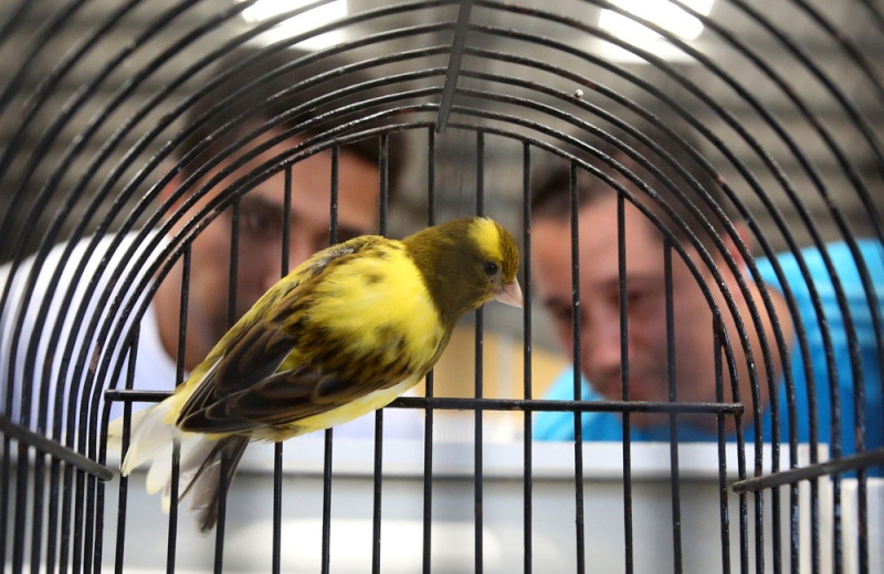La Réunion - Concours régional ornithologique : Des oiseaux de toutes les couleurs Fifefa10