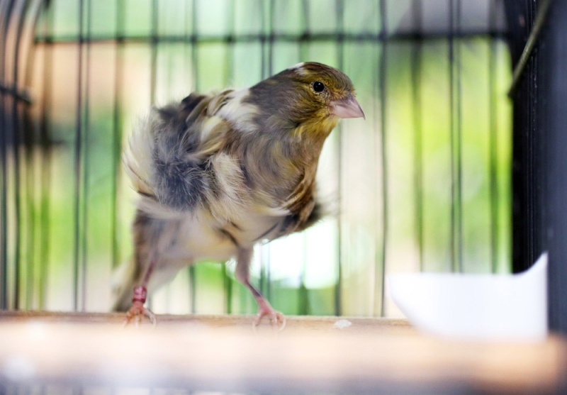 La Réunion - Concours régional ornithologique : Des oiseaux de toutes les couleurs Fiorin10
