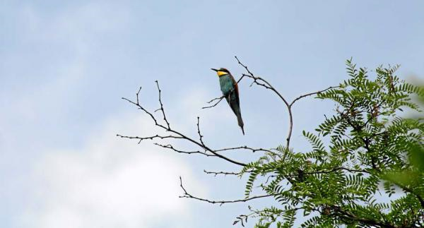 Ces oiseaux qui préfèrent la ville Fr10