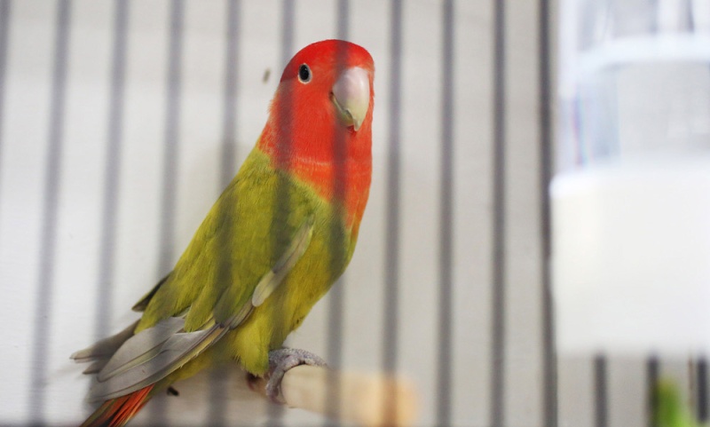 La Réunion - Concours régional ornithologique : Des oiseaux de toutes les couleurs Insepa11